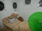 hamster 2013x2 img0139