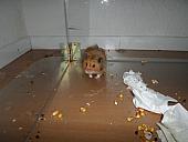 hamster 2013x2 img0160