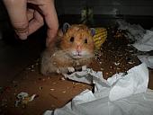 hamster 2013x2 img0163