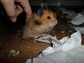 hamster 2013x2 img0164