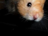 hamster 2013x2 img0236