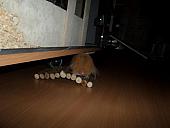 hamster 2013x2 img0303