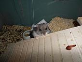 hamster 2013 img0125