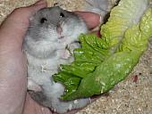 hamster 2013 img0149