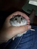 hamster 2013 img0204