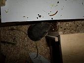 hamster 2013x2 img0036
