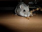 hamster 2013x2 img0040