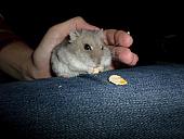 hamster 2013x2 img0249