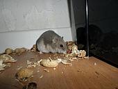 hamster 2013x2 img0253