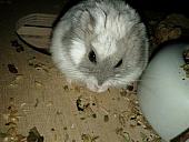 sonstiges hamster5 img0397