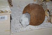 sonstiges hamster5 img0407