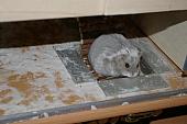 sonstiges hamster5 img0439