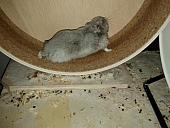 sonstiges hamster5 img0493