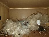 sonstiges hamster5 img0516