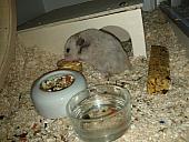 hamster 2013 img0029