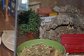 hamster 2013 img0031