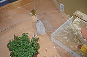 hamster 2013 img0045