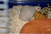 sonstiges hamster5 img0140