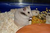 sonstiges hamster5 img0141