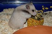sonstiges hamster5 img0142