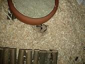 sonstiges hamster5 img0149