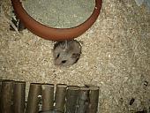 sonstiges hamster5 img0150