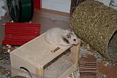 sonstiges hamster5 img0154