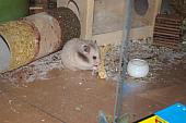 sonstiges hamster5 img0156