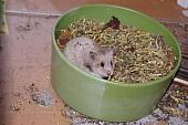 sonstiges hamster5 img0163