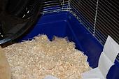 sonstiges hamster5 img0168