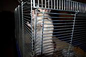 sonstiges hamster5 img0170