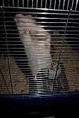 sonstiges hamster5 img0171