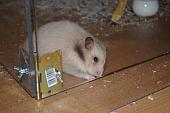 sonstiges hamster5 img0175