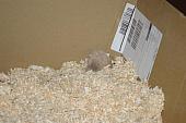 sonstiges hamster5 img0178