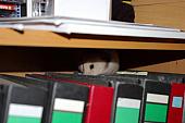 sonstiges hamster5 img0183