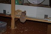 sonstiges hamster5 img0190