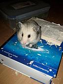 sonstiges hamster5 img0212