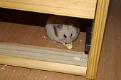 sonstiges hamster5 img0219