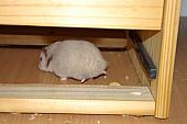 sonstiges hamster5 img0220
