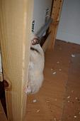 sonstiges hamster5 img0221