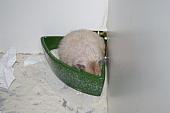 sonstiges hamster5 img0230