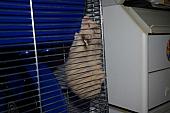 sonstiges hamster5 img0232