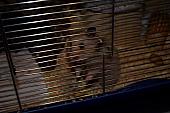 sonstiges hamster5 img0237