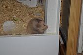 sonstiges hamster5 img0253