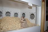 sonstiges hamster5 img0263