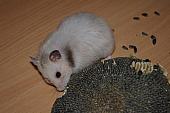 sonstiges hamster5 img0264