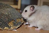 sonstiges hamster5 img0265