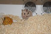 sonstiges hamster5 img0266