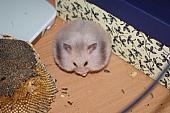 sonstiges hamster5 img0267
