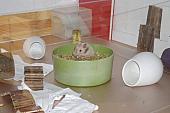 sonstiges hamster5 img0269